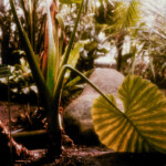 Paris Series: Large Frond v3 Paris Series: Large-Frond-v3